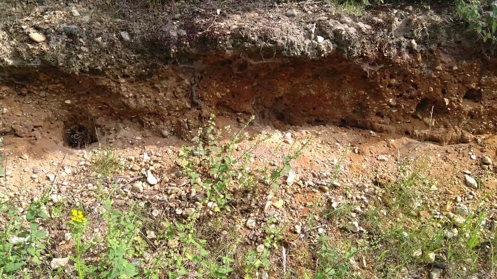 Photograph of earth mound in which solitary bees have made their homes.